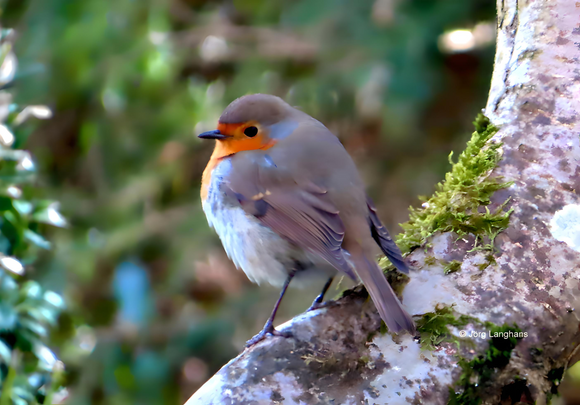 Fotoleinwand Vogel 